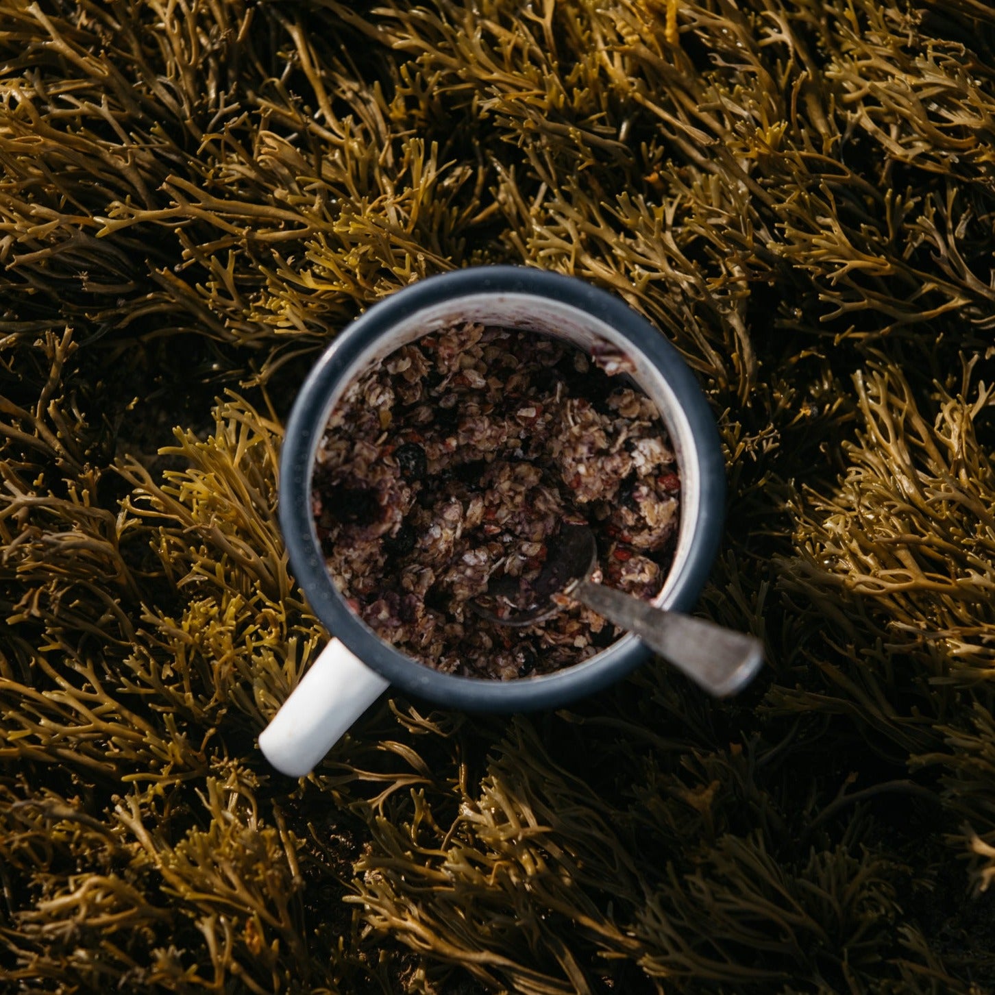 myrtilles-fraises-bio-vegan-sans glutenplat-lyophilise-bivouac-porridge-cooknrun